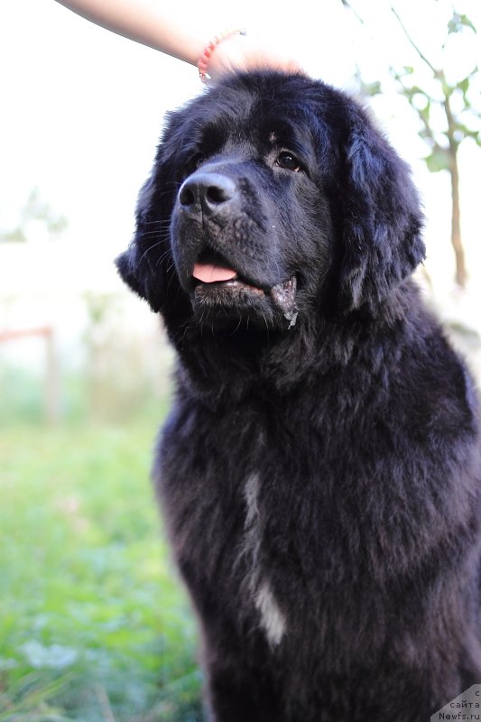 Фото: ньюфаундленд Супер Премиум Лав Ми Тендер