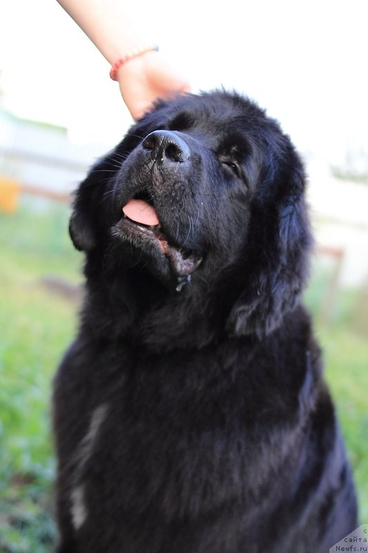 Фото: ньюфаундленд Супер Премиум Лав Ми Тендер