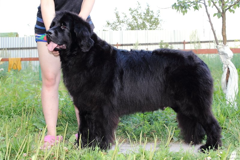 Фото: ньюфаундленд Супер Премиум Лав Ми Тендер