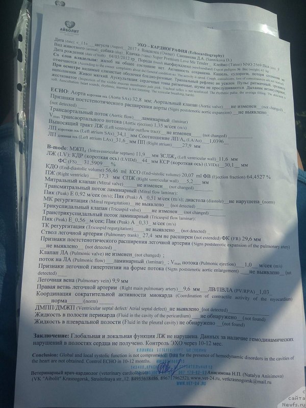 Фото: ньюфаундленд Супер Премиум Лав Ми Тендер