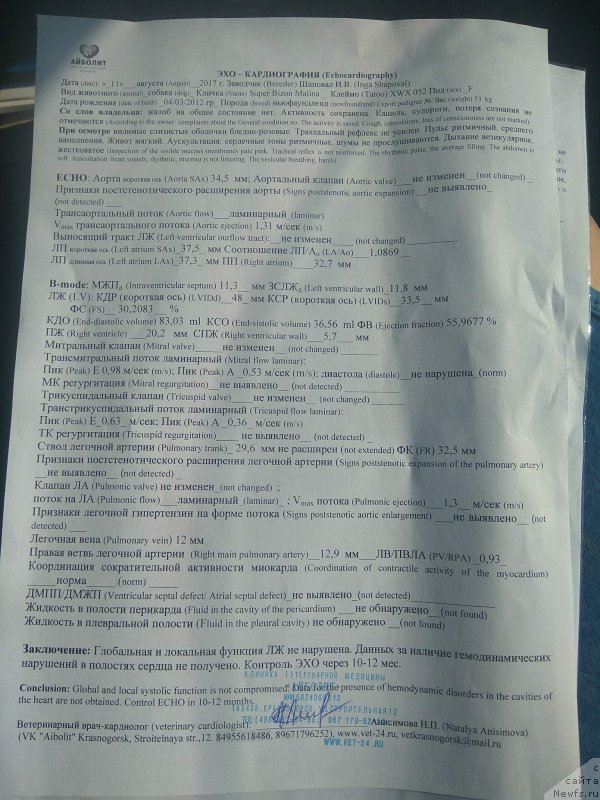 Фото: ньюфаундленд Супер Бизон Малина