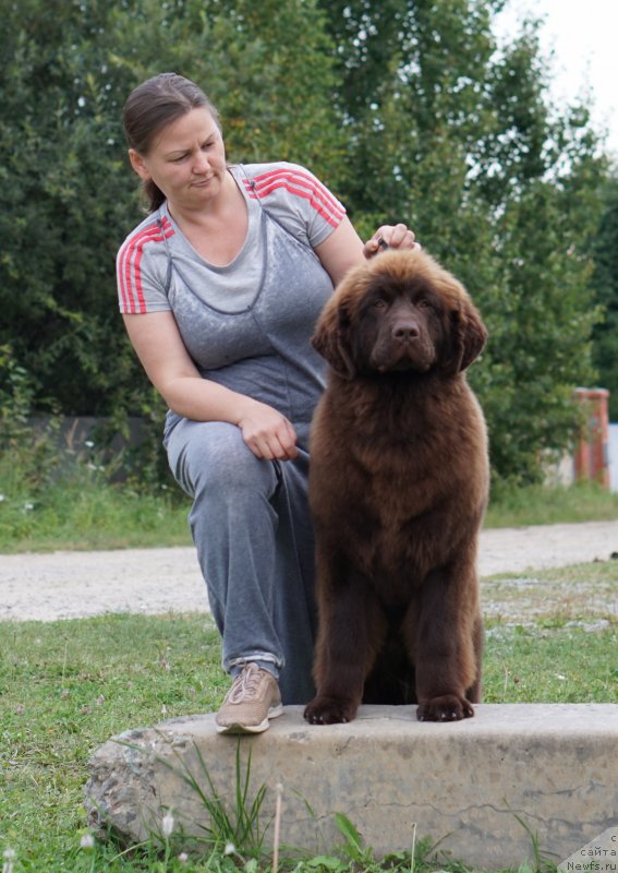 Фото: ньюфаундленд Акватория Келвин Калина Красная