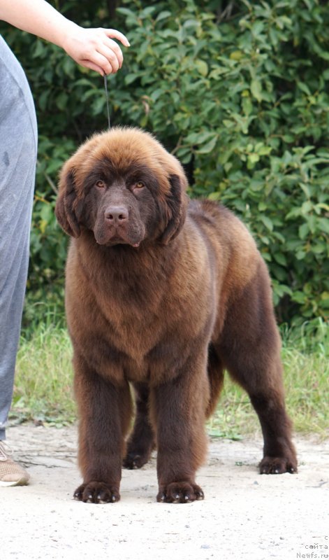 Фото: ньюфаундленд Акватория Келвин Калина Красная