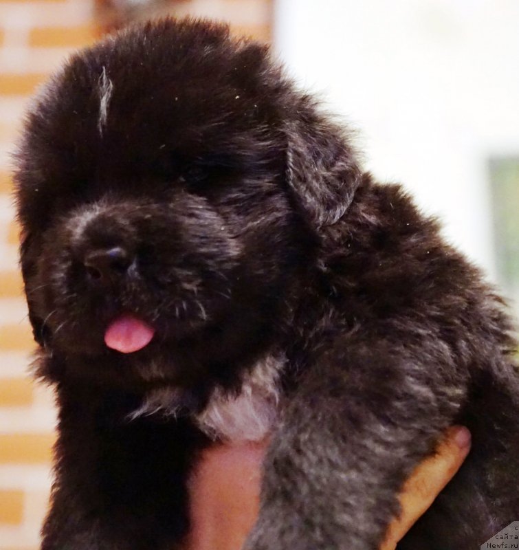 Фото: ньюфаундленд Real Masterpiece Midnight Bear