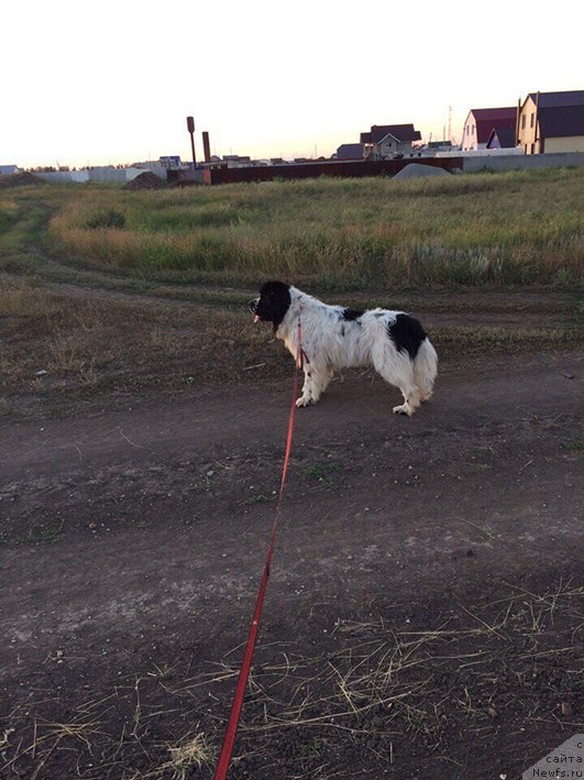 Фотография № 228804