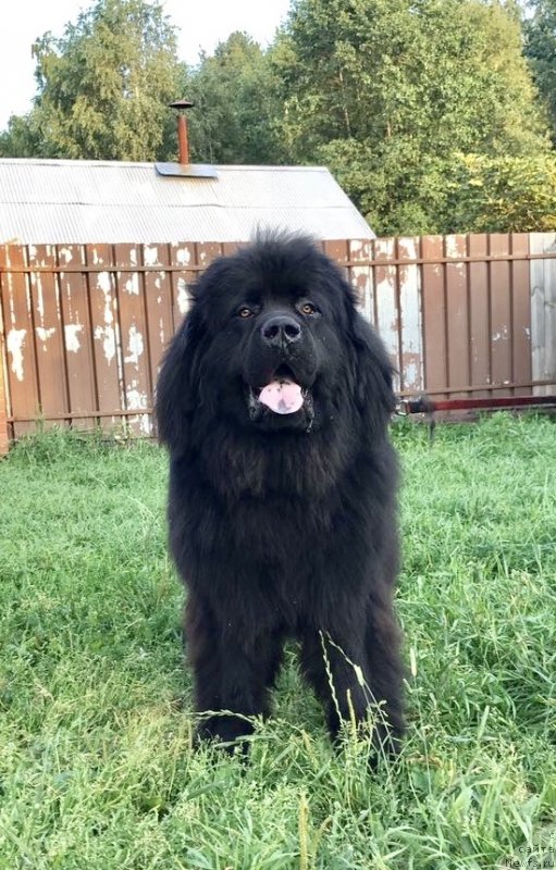 Фото: ньюфаундленд Прекрасный Принц из Коврова