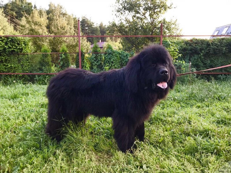 Фото: ньюфаундленд Прекрасный Принц из Коврова