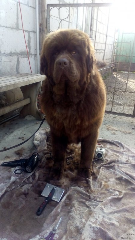 Фото: ньюфаундленд Браунблад МСК Бетани Эйс