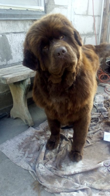 Фото: ньюфаундленд Браунблад МСК Бетани Эйс