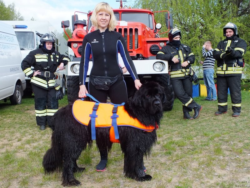 Фото: ньюфаундленд My Frend Newfy' Abigail Miss Churchill, Наталья Афанасьева