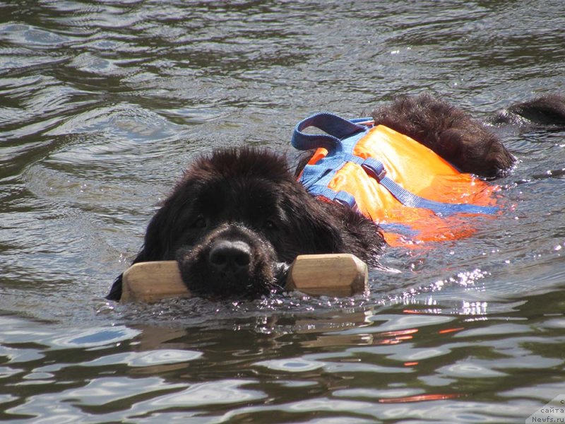 Фото: ньюфаундленд My Frend Newfy' Abigail Miss Churchill