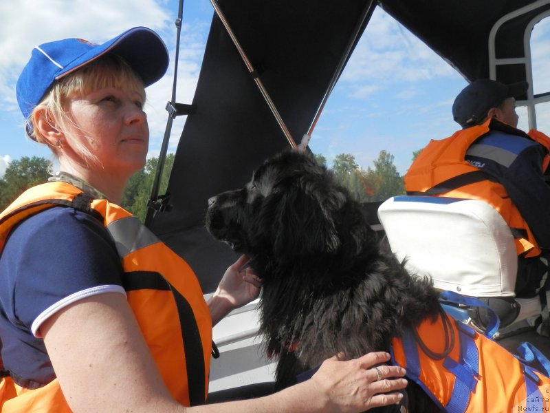 Фото: ньюфаундленд My Frend Newfy' Abigail Miss Churchill