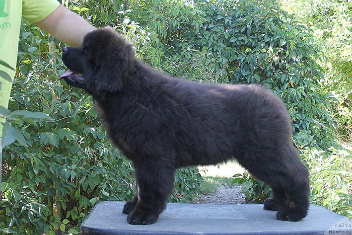 Фотография № 228820