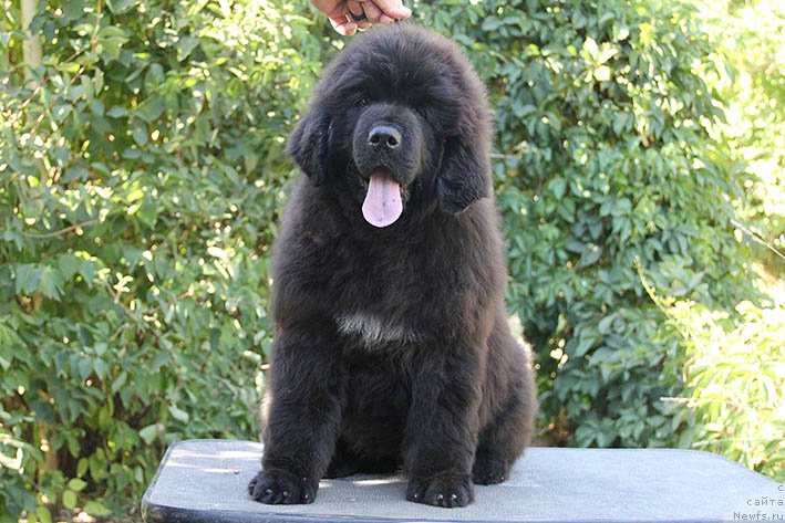 Фотография № 228824