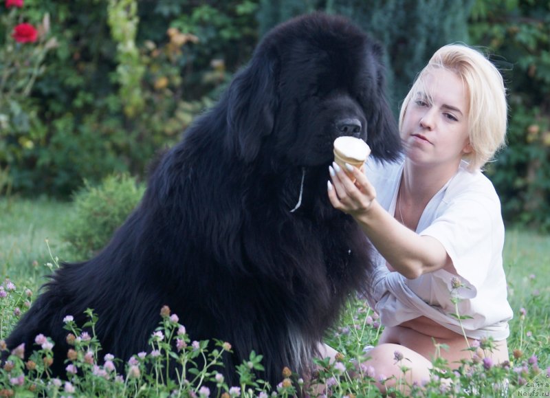 Фото: ньюфаундленд Чарующий Чезарио (Charuyuschiy Chezario)