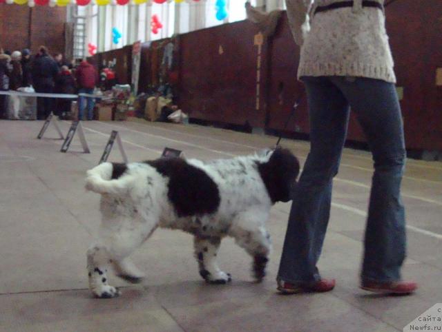 Фото: ньюфаундленд Кипер Соул Дар Моего Сердца Даниель (Keeper Soul Dar Moego Serdtsa Daniel)