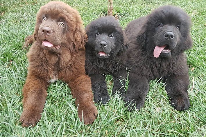 Фото: ньюфаундленд Луций с Берега Дона (Lucij s Berega Dona), ньюфаундленд Лейла с Берега Дона (Lejla s Berega Dona), ньюфаундленд Лукас с Берега Дона (Lukas s Berega Dona)