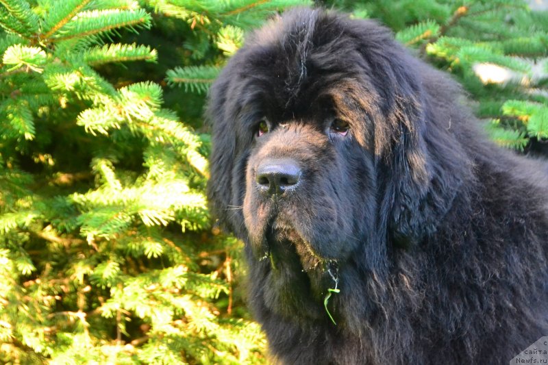 Фото: ньюфаундленд Талисман Моря Ла-Валетта