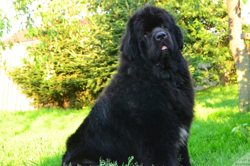 Фото: ньюфаундленд Талисман Моря Ла-Валетта