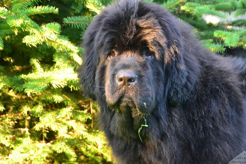 Фото: ньюфаундленд Талисман Моря Ла-Валетта