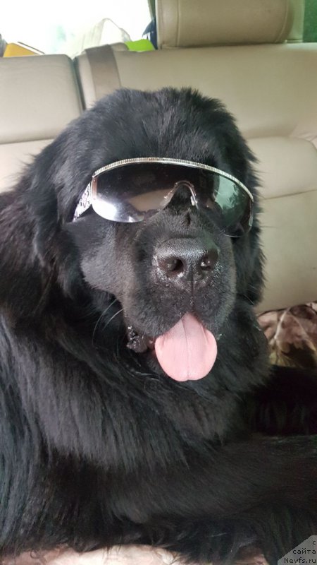 Фото: ньюфаундленд Талисман Моря Корвет (Talisman Morya Korvet)