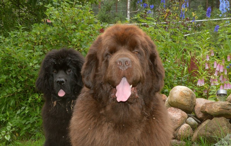 Фото: ньюфаундленд I Follow The Sun de L'Etoile de Cyrice, ньюфаундленд Сент Джонс Юстиния Юлия (Sent Djons Yustiniya Yuliya)