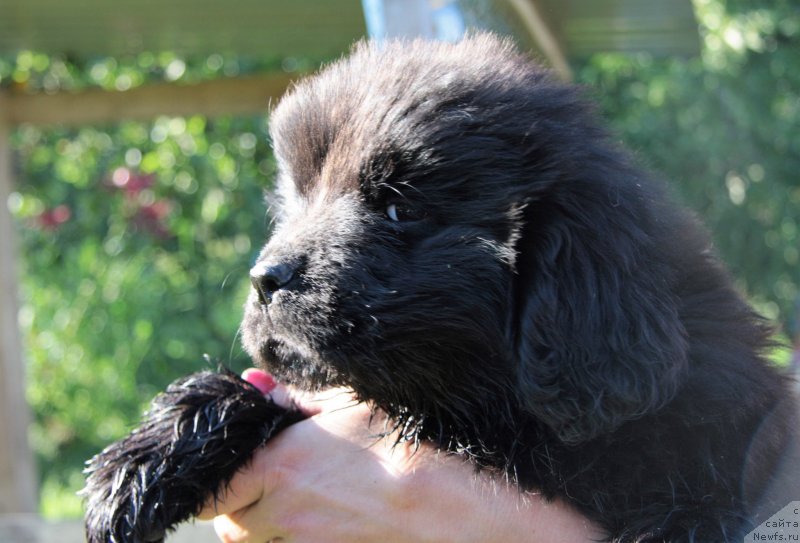 Фотография № 228848