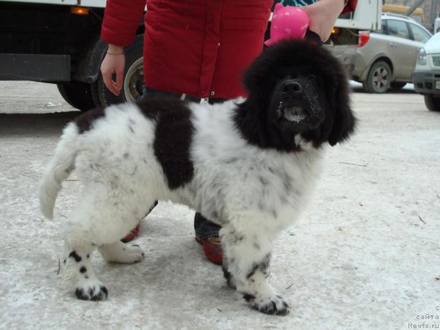 Фото: ньюфаундленд Кипер Соул Дар Моего Сердца Даниель (Keeper Soul Dar Moego Serdtsa Daniel)