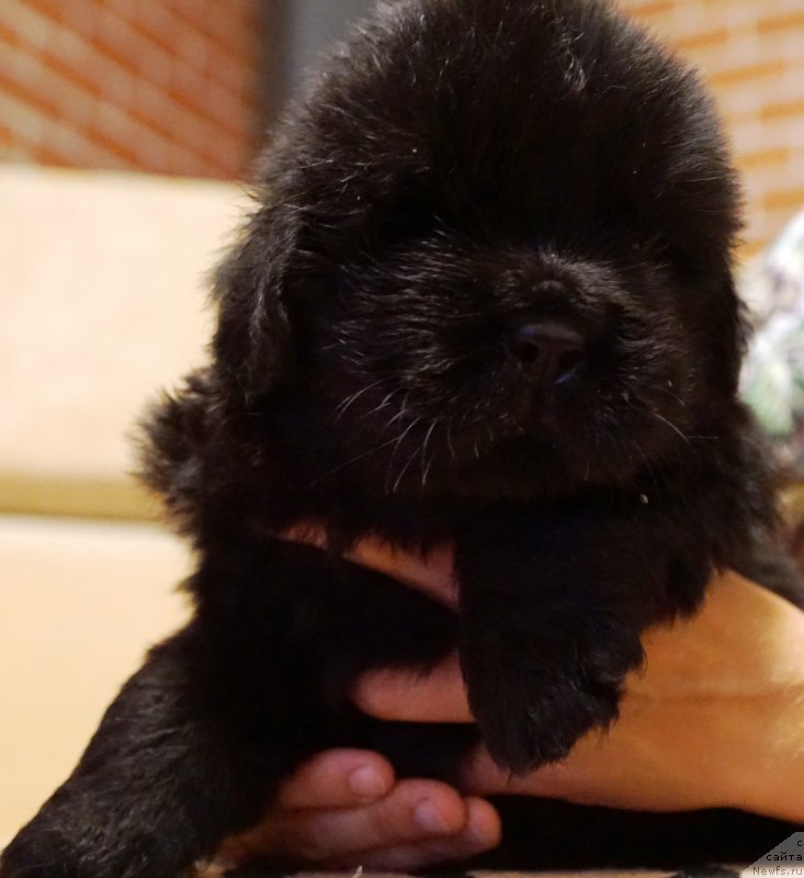 Фото: ньюфаундленд Real Masterpiece Midnight Bear