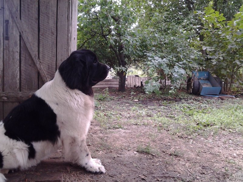 Фото: ньюфаундленд Дар Богов фром Рашн Беар