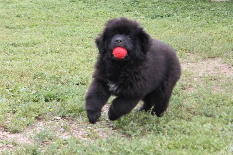 Фото: ньюфаундленд Терра Виктория Латерина (Terra Victoria Laterina)