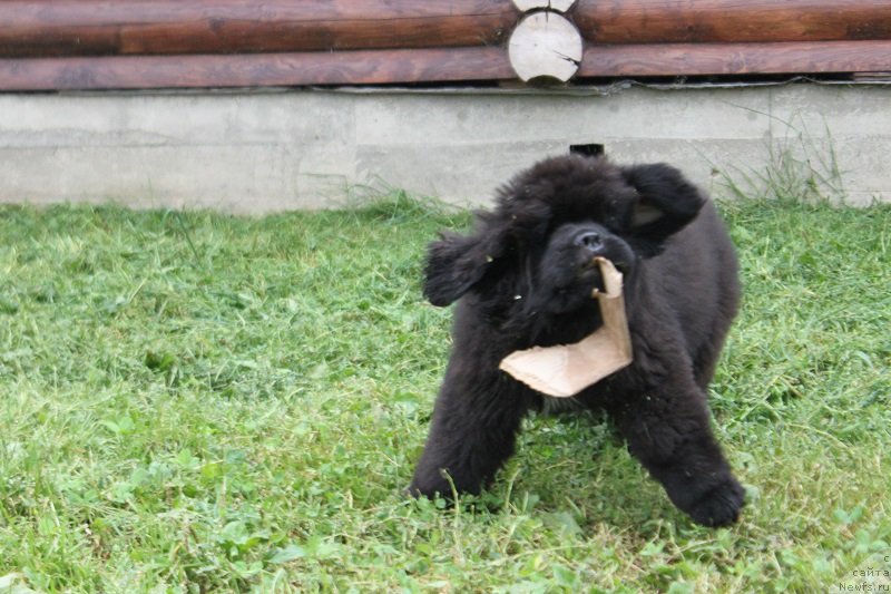 Фотография № 228855