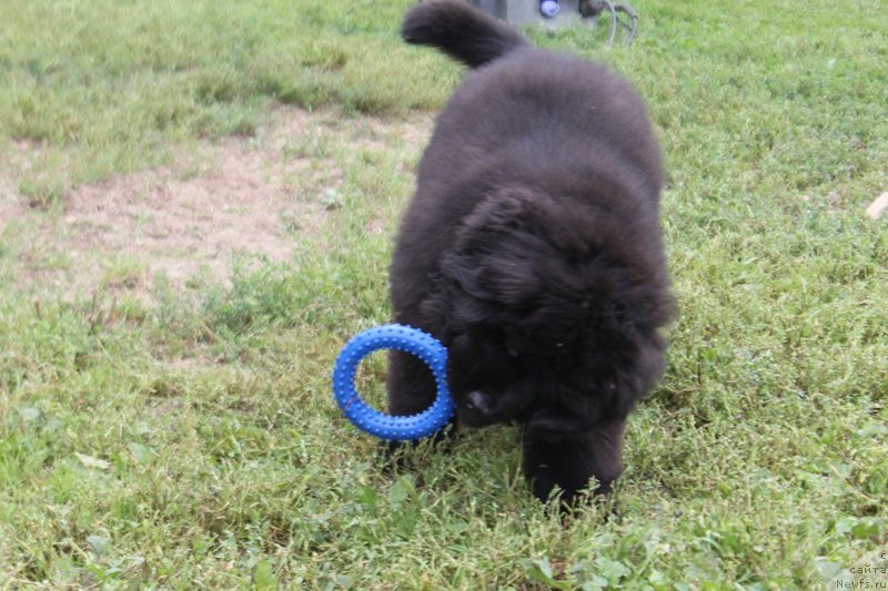 Фото: ньюфаундленд Терра Виктория Латерина (Terra Victoria Laterina)