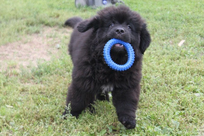 Фотография № 228859