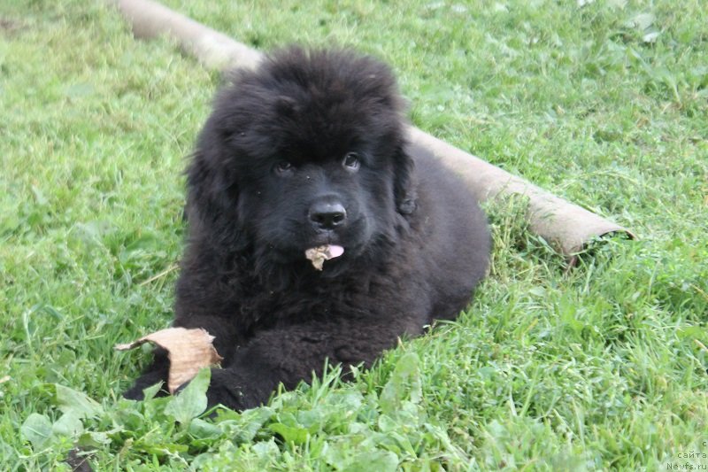 Фото: ньюфаундленд Терра Виктория Латерина (Terra Victoria Laterina)
