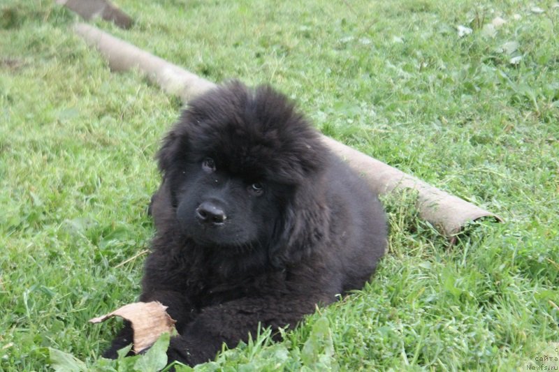Фото: ньюфаундленд Терра Виктория Латерина (Terra Victoria Laterina)