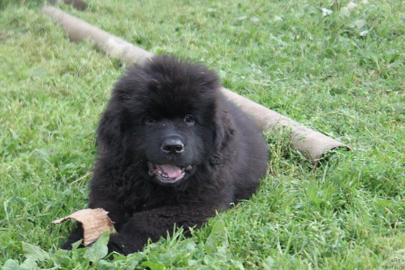 Фотография № 228862