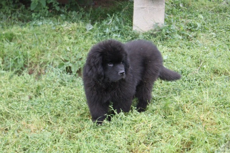 Фото: ньюфаундленд Терра Виктория Лаго Маджоре