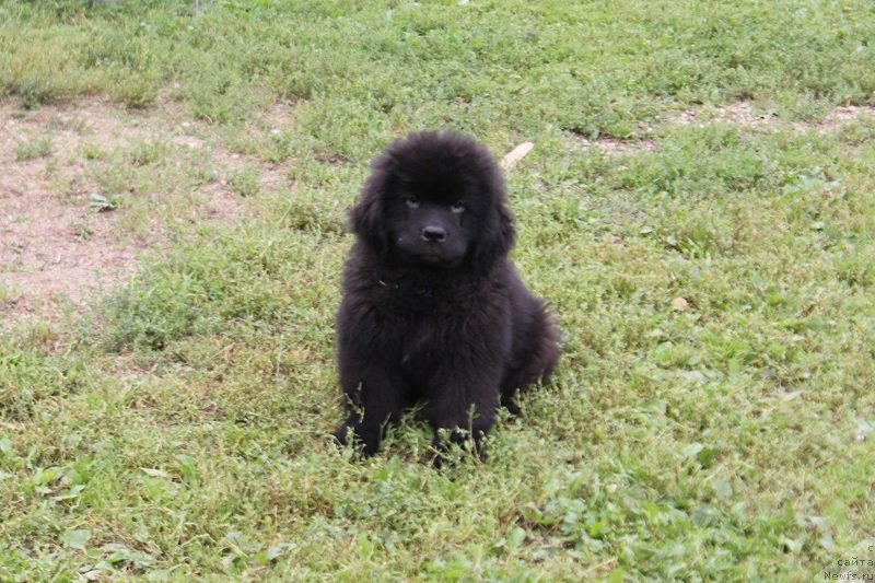 Фото: ньюфаундленд Терра Виктория Лаго Маджоре