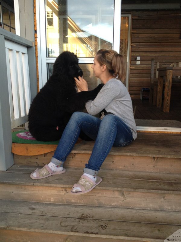 Фото: ньюфаундленд Терра Виктория Исфахан