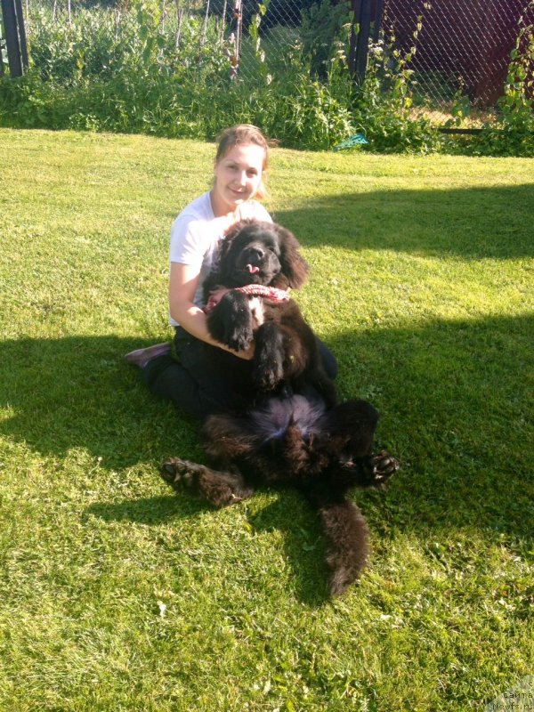 Фото: ньюфаундленд Терра Виктория Исфахан