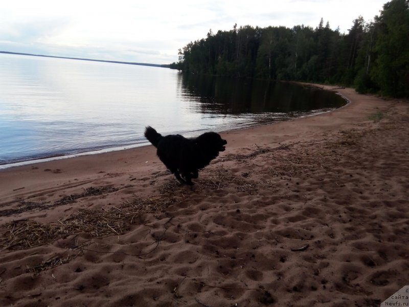 Фото: Виктория Сидорова, ньюфаундленд Чарльз Балу Блек Биар