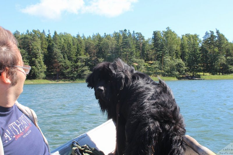 Фото: ньюфаундленд Терра Виктория Блю Дрим