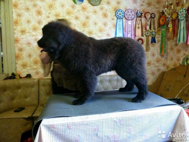 Фото: ньюфаундленд Ирада Славная Дочь Матвея