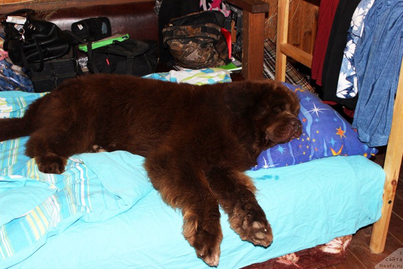 Фото: ньюфаундленд Чарли Де Бест Хелфи Пэл (Charli The Best Helfi Pel)