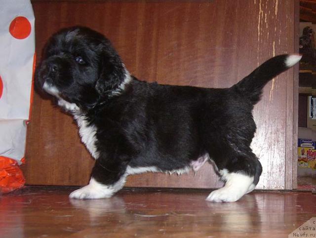 Фото: ньюфаундленд Супер Бизон Гудвин