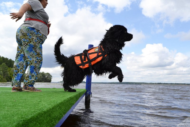 Фото: ньюфаундленд Матвей с Берега Дона (Matvey s Berega Dona)