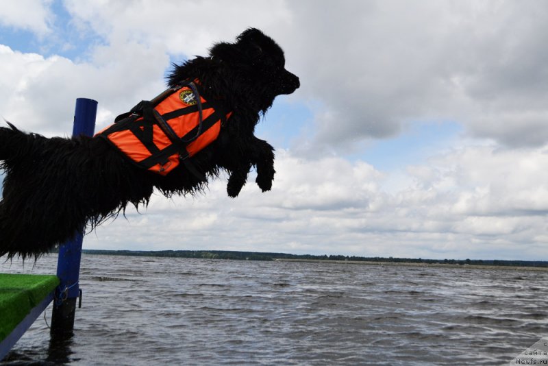 Фото: ньюфаундленд Матвей с Берега Дона (Matvey s Berega Dona)