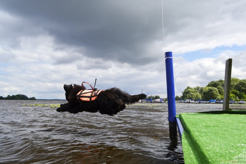Фото: ньюфаундленд Матвей с Берега Дона (Matvey s Berega Dona)
