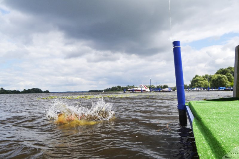 Фото: ньюфаундленд Матвей с Берега Дона (Matvey s Berega Dona)